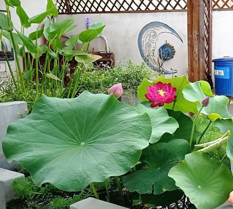 B&B Luna Blu Карбония Екстериор снимка
